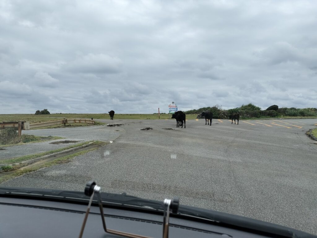 東崎灯台へ向かう道の牛